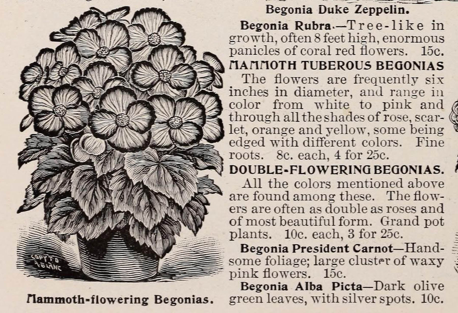 B. ‘Erecta Mammoth’